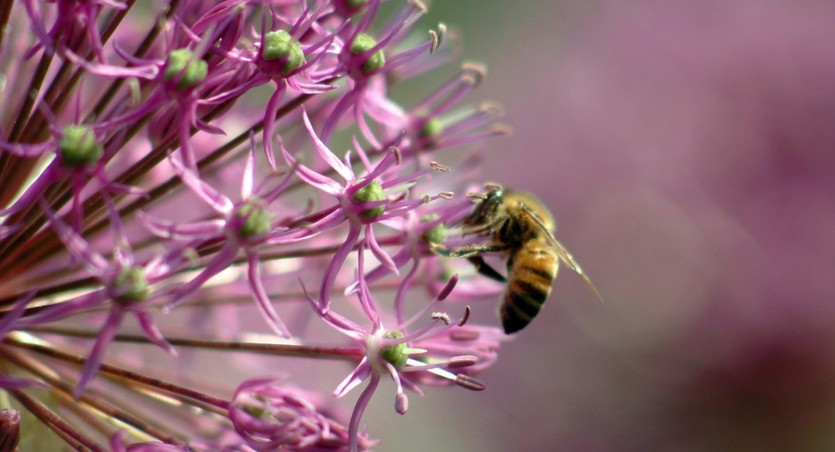 Sauvons les abeilles pour nous sauver nous-mêmes. Interdisons les pesticides néonicotinoïdes