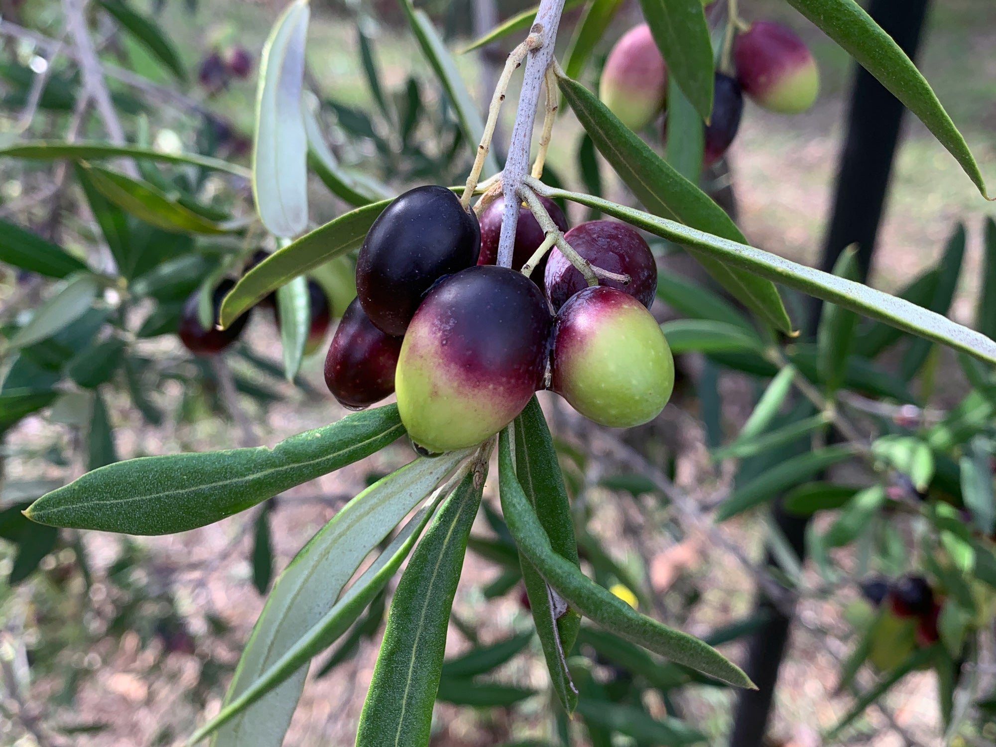 Huile d’olive extra vierge : propriétés et bienfaits de cet élixir de santé