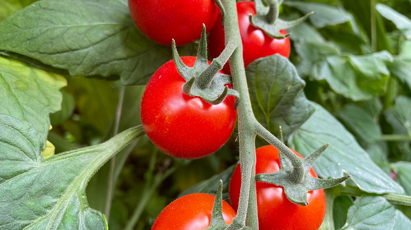 La tomate, le légume de l’été aux nombreuses qualités
