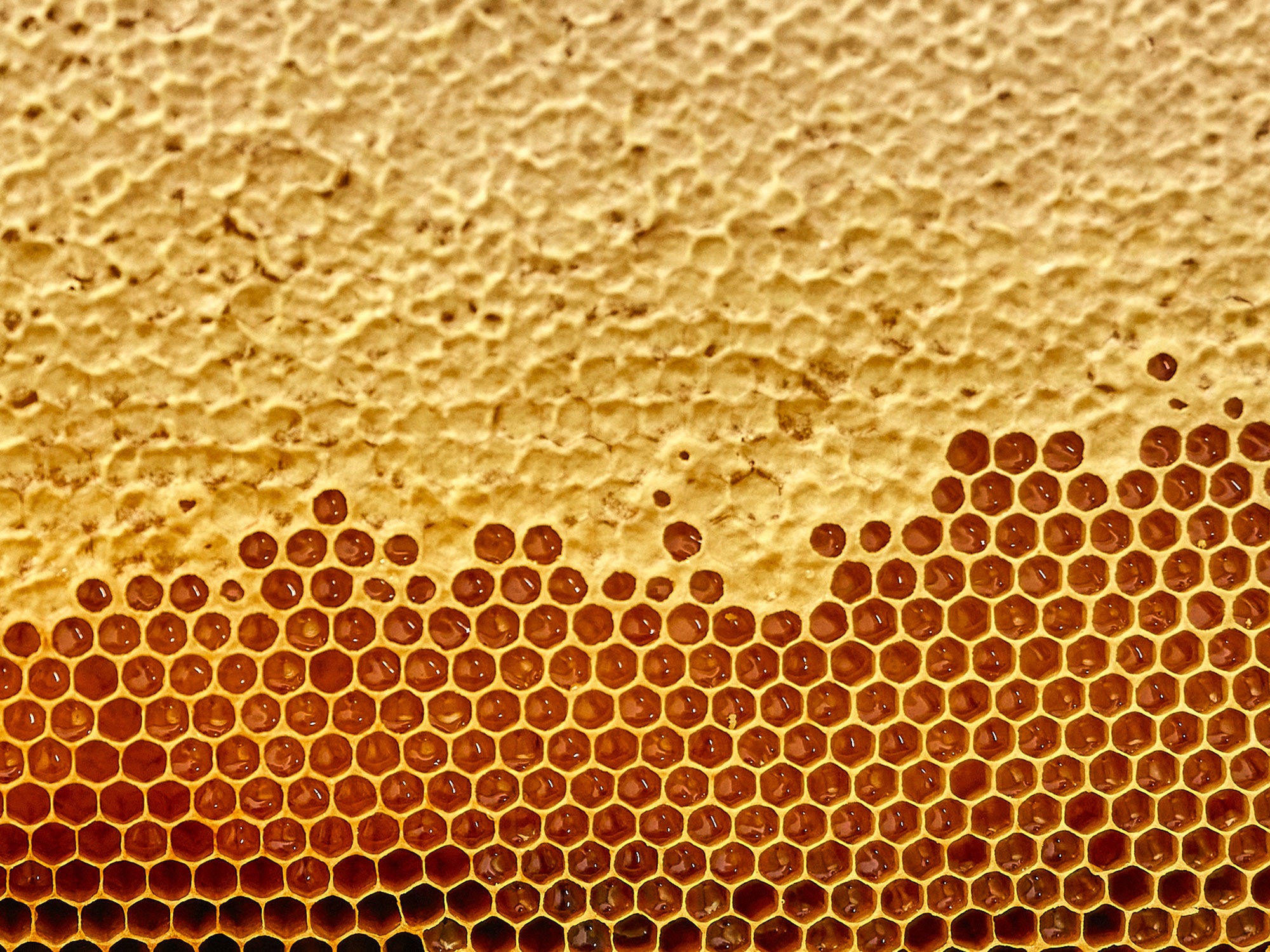 Pollen et gelée royale : comment et pourquoi les utiliser tous les jours, en cuisine également